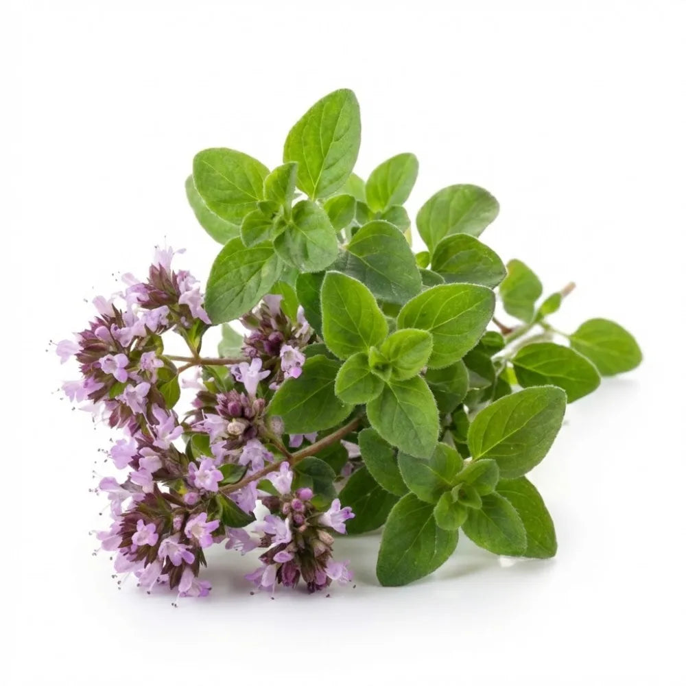 Oregano Oil