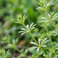Cleavers