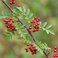 Prickly Ash