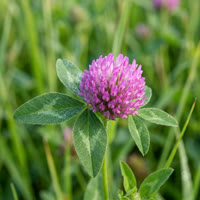 Red Clover